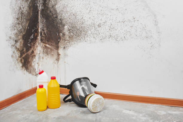 Best Local Mold Removal Service  in Lake Pocotopaug, CT