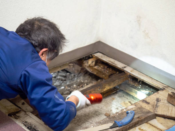 Home Mold Removal in Lake Pocotopaug, CT