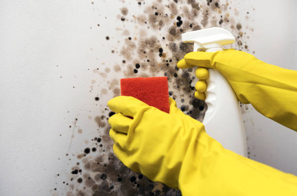 Best Home Mold Removal  in Lake Pocotopaug, CT