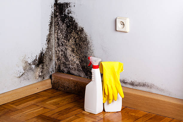 Lake Pocotopaug, CT Mold Removal Company