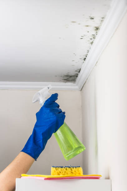 Best Crawl Space Mold Removal  in Lake Pocotopaug, CT